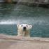 Buffalo Zoo attraction information