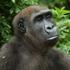 Cincinnati Zoo & Botanical Garden attraction information