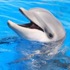 Marineland Dolphin Adventure attraction information