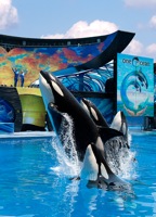 SeaWorld San Diego attraction photo